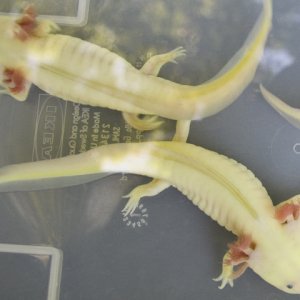 This is them now (mid-june), after having fully grown back their limbs and grown a bit as well.