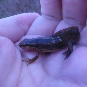 Lissotriton helveticus, male.