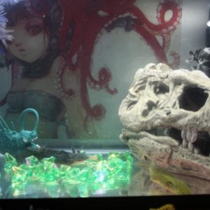 Night Fury and Nixie kickin' it in their tank.