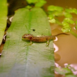 N. v. viridescens morph