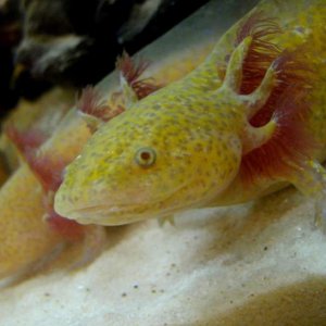 Axolotls have a golden tinge to them (though they are getting darker in colour)