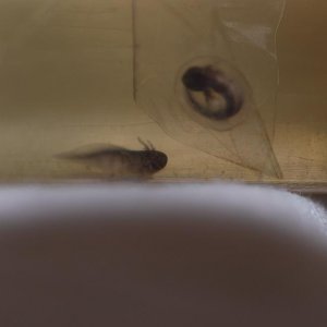 Larvae and egg, 2010-07-07