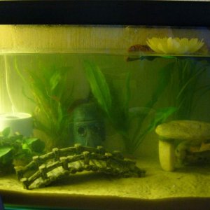 BULLYS TANK