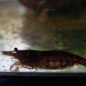 cherry shrimp