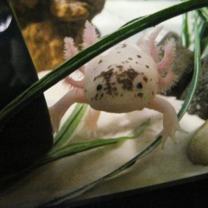 This was the first time I had sand in my tank and maybe the first time for her to touch sand. She didn't move from here for about 15 minutes....LOL.