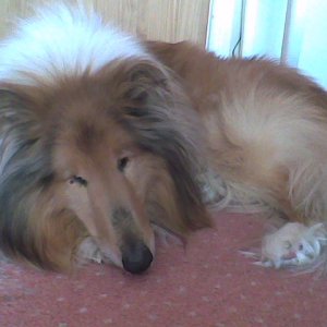 Another of Louis the Sable Rough Collie (he is my brothers dog)