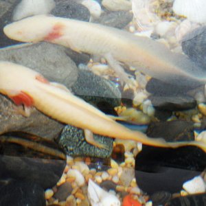 Swimming, with a mirror reflection on the backside of the tank.