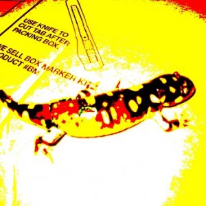 Salamander