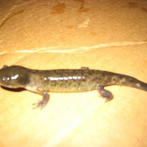 Baby Salamander