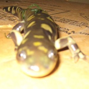 Salamander