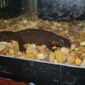 Dino - a Japanese fire-bellied newt who is now on sand.