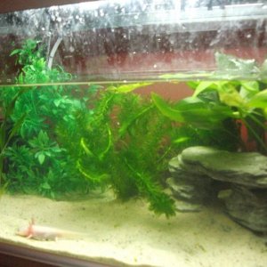 Older axolotl tank (now axolotl specific quarantine tank)