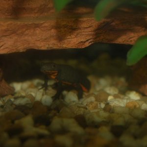 So sad that hide broke, it was a newt favorite.