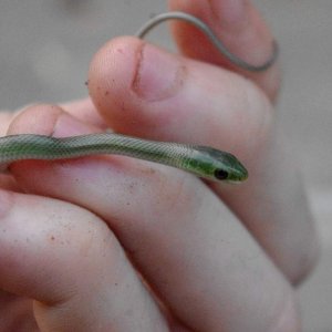 One of my CB Rough Green Snakes (Opheodrys aestivus).