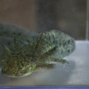 Some of Mudkip and Minty's leucistic, melanoid, and wildtype babies at around 3.5 months old and 3.5 inches long.