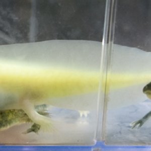 Some of Mudkip and Minty's leucistic, melanoid, and wildtype babies at around 3.5 months old and 3.5 inches long.