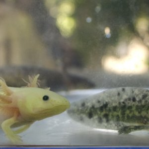 Some of Mudkip and Minty's leucistic, melanoid, and wildtype babies at around 3.5 months old and 3.5 inches long.