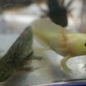 Some of Mudkip and Minty's leucistic, melanoid, and wildtype babies at around 3.5 months old and 3.5 inches long.