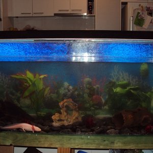 Our Axie Tank