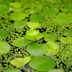 frogbit