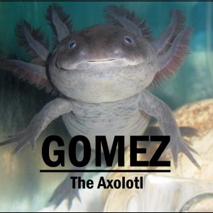 Gomez avatar