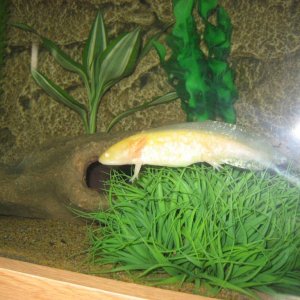 axies new tank 108