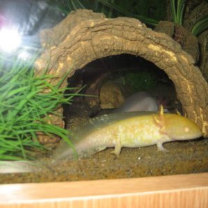 axies new tank 118