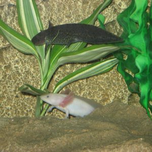 axies tank again 012