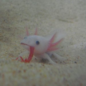 Nettle Nomming bloodworms