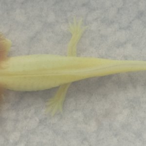 leucistic axies