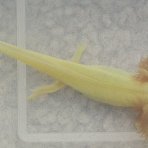 leucistic axies