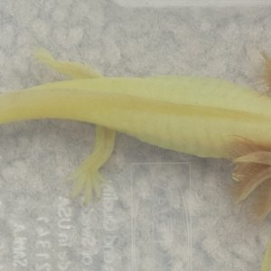 leucistic axies