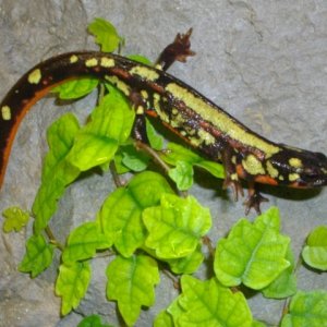 Cynops ensicauda popei female