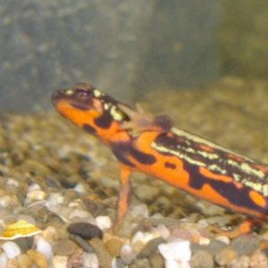 Cynops ensicauda popei female