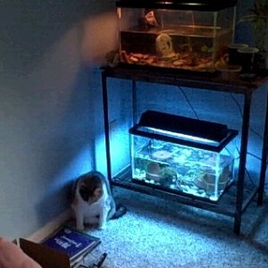 My basic set up and my cat, Daisy. She likes watching them.
This was before I replaced the substrate with sand.