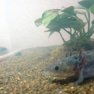 Axolotls 015