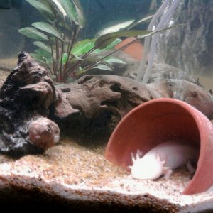 Adeline in her flower pot. It's bright because I turned the light on, just to take the photo.