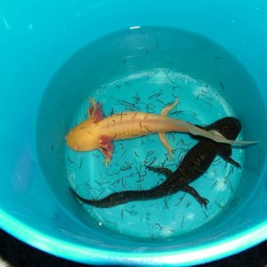 Chrysta and Dillon chillin with some blood worm while they slowly get introduced to the water from their temporary home & decontaminate.
Chrysta is a 