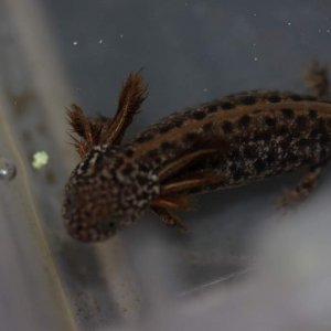 Large T. dobrogicus larva developing color (wish they stayed this way!)