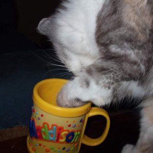 this is missie the cat helping herself to a drink of milk