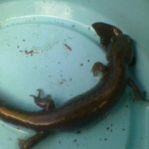 4" Ambystoma Macrodactylum (Released after this picture)
6/17/10