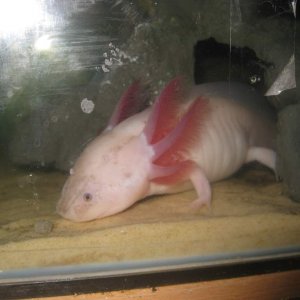 my axies 6 028