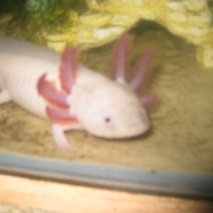 my axies 6 042