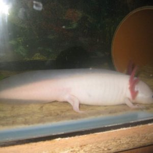 my axies 6 047