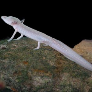 Texas blind salamander1