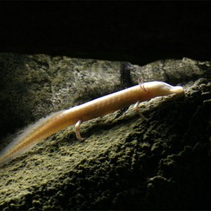 texas blind salamander21