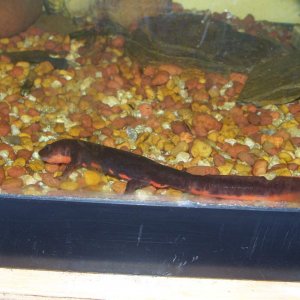 eating a worm, this newt is so active and curious. whenever i pass his aquarium he sits with his nose against the glass and tries to follow me. he nor