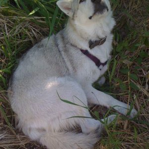 freyja, 3/4 timber wolf cross alaskan mal