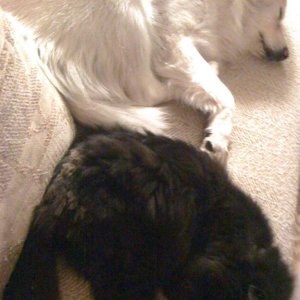 black and white, cat and dog both sleeping ;p