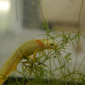 CB leucistic, neotenic Taricha granulosa